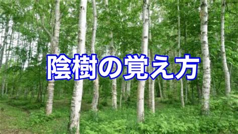 陽樹林 陰樹林|陽樹林とは？ わかりやすく解説